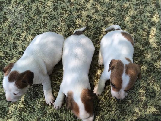 jack russell
